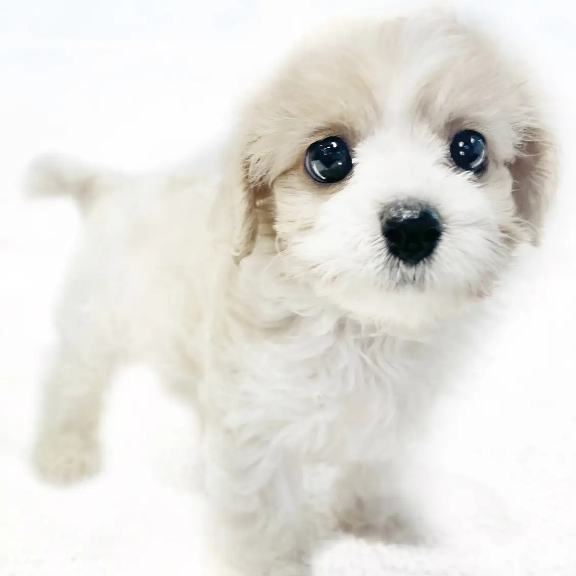 MIX（キャバリアキングチャールズスパニエル×ビションフリーゼ）