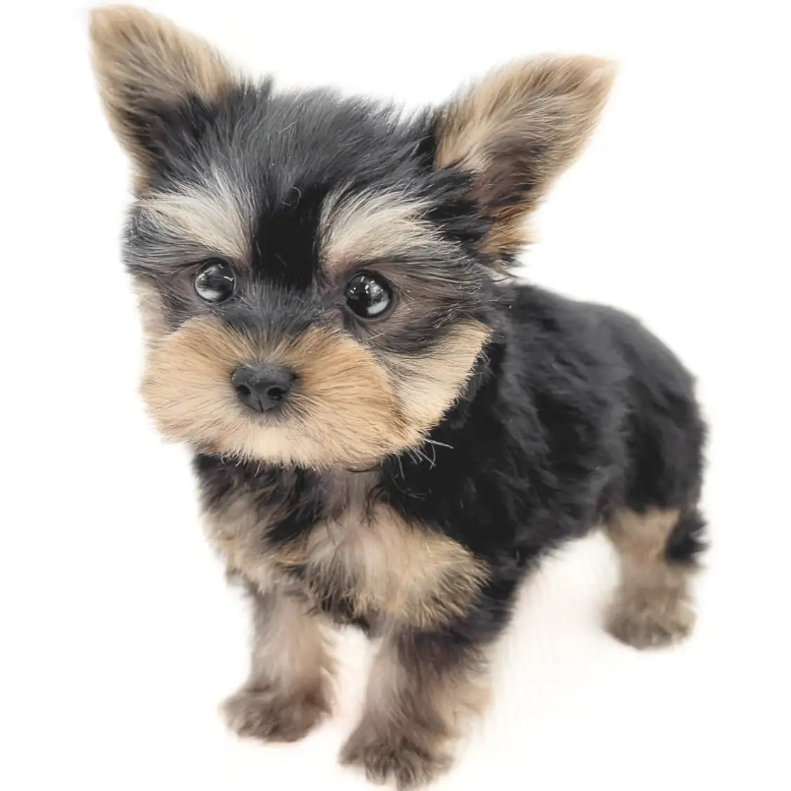 ヨークシャーテリア