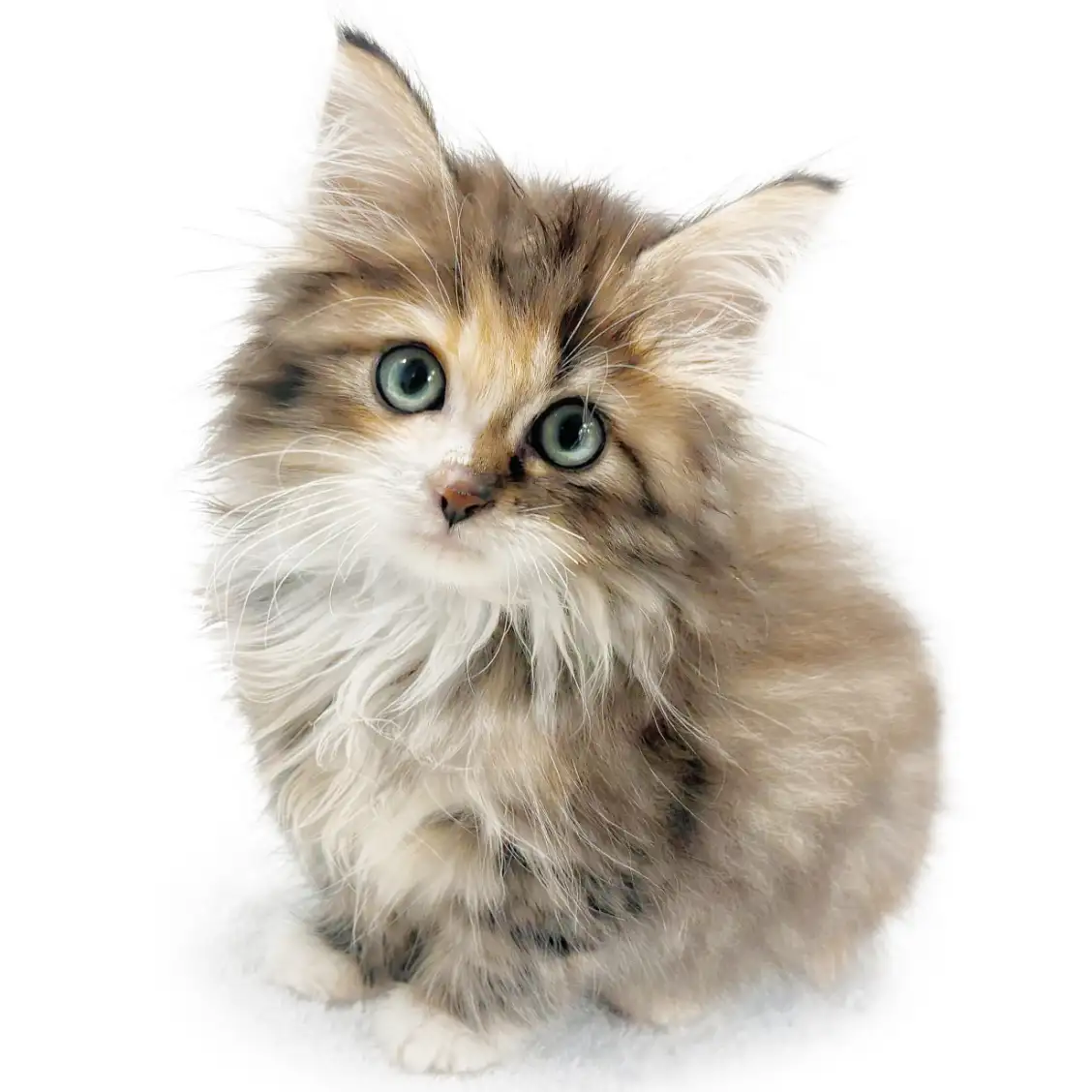 ノルウェージャンフォレストキャット