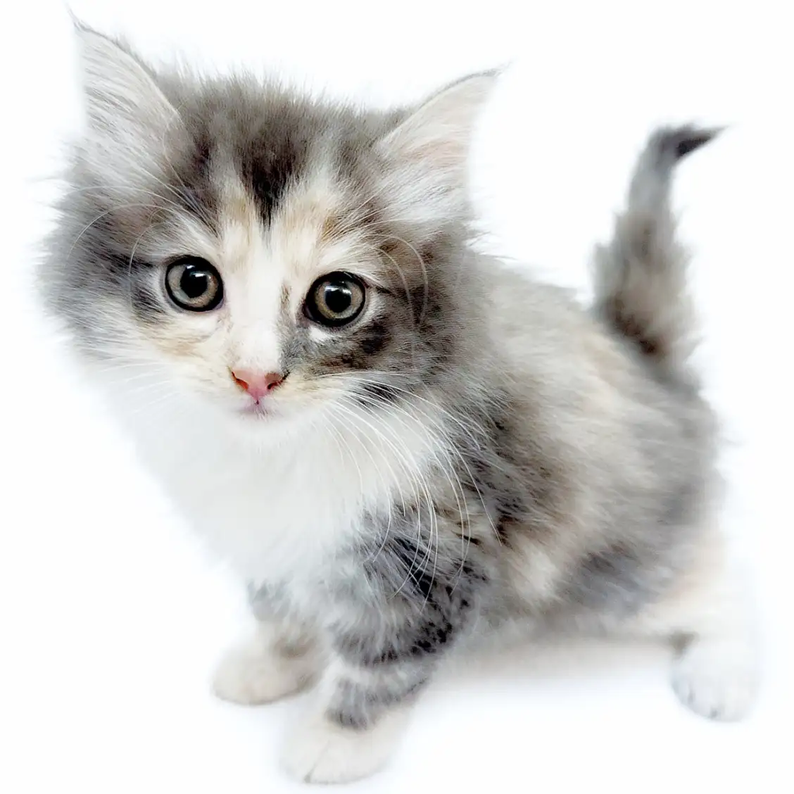 ノルウェージャンフォレストキャット