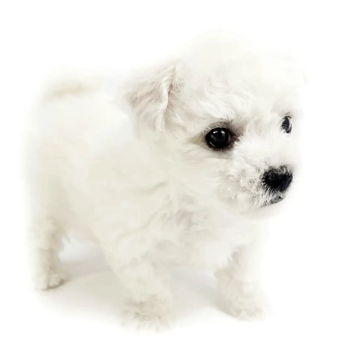 ビションフリーゼ