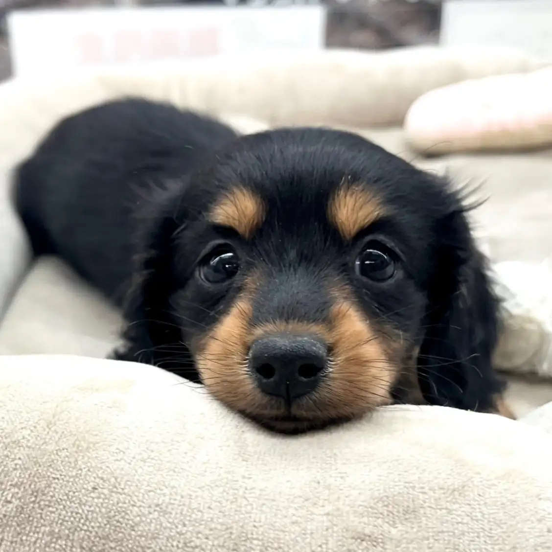 ミニチュア・ダックスフント