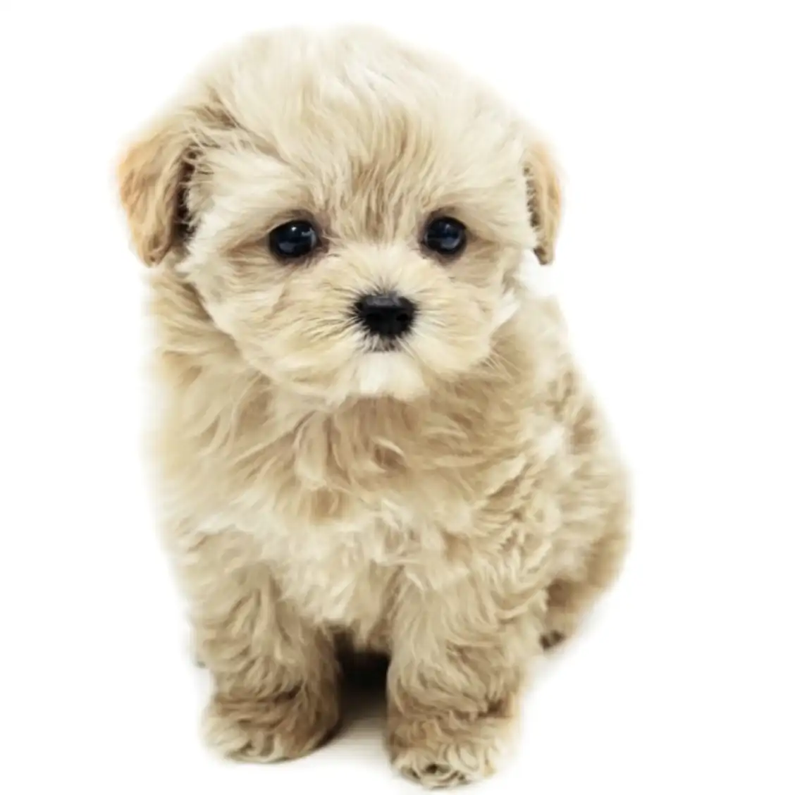 MIX（マルチーズ×トイプードル）