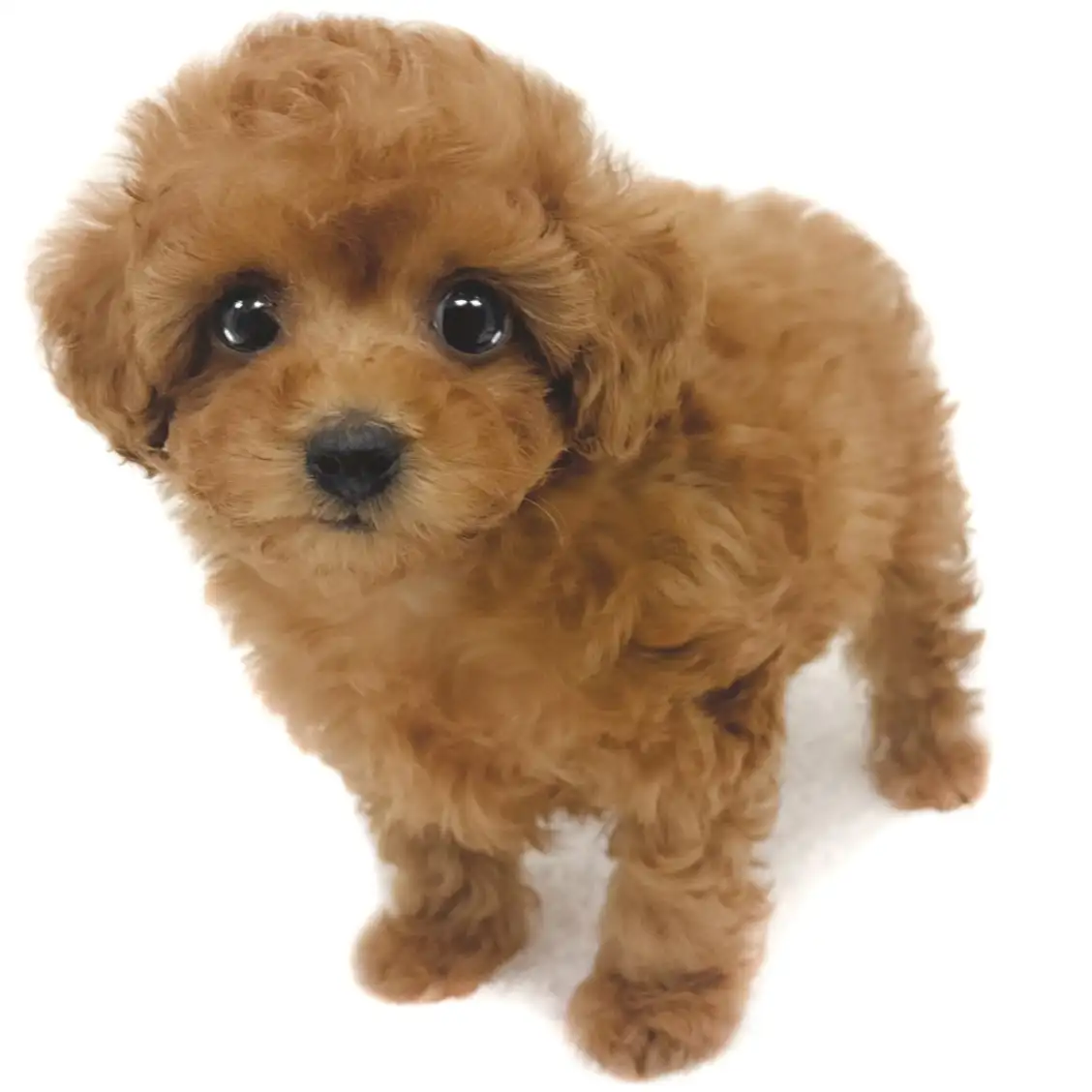 トイ・プードル