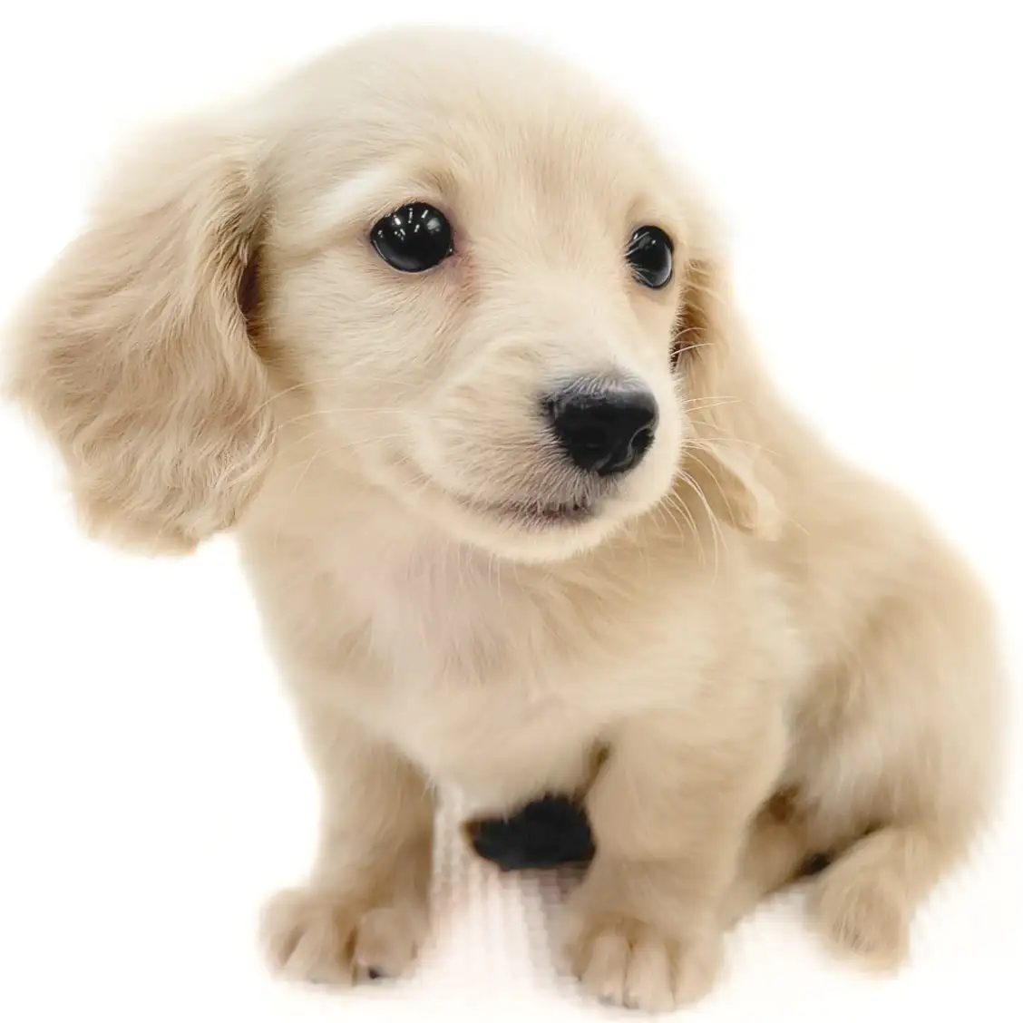 ミニチュア・ダックスフント