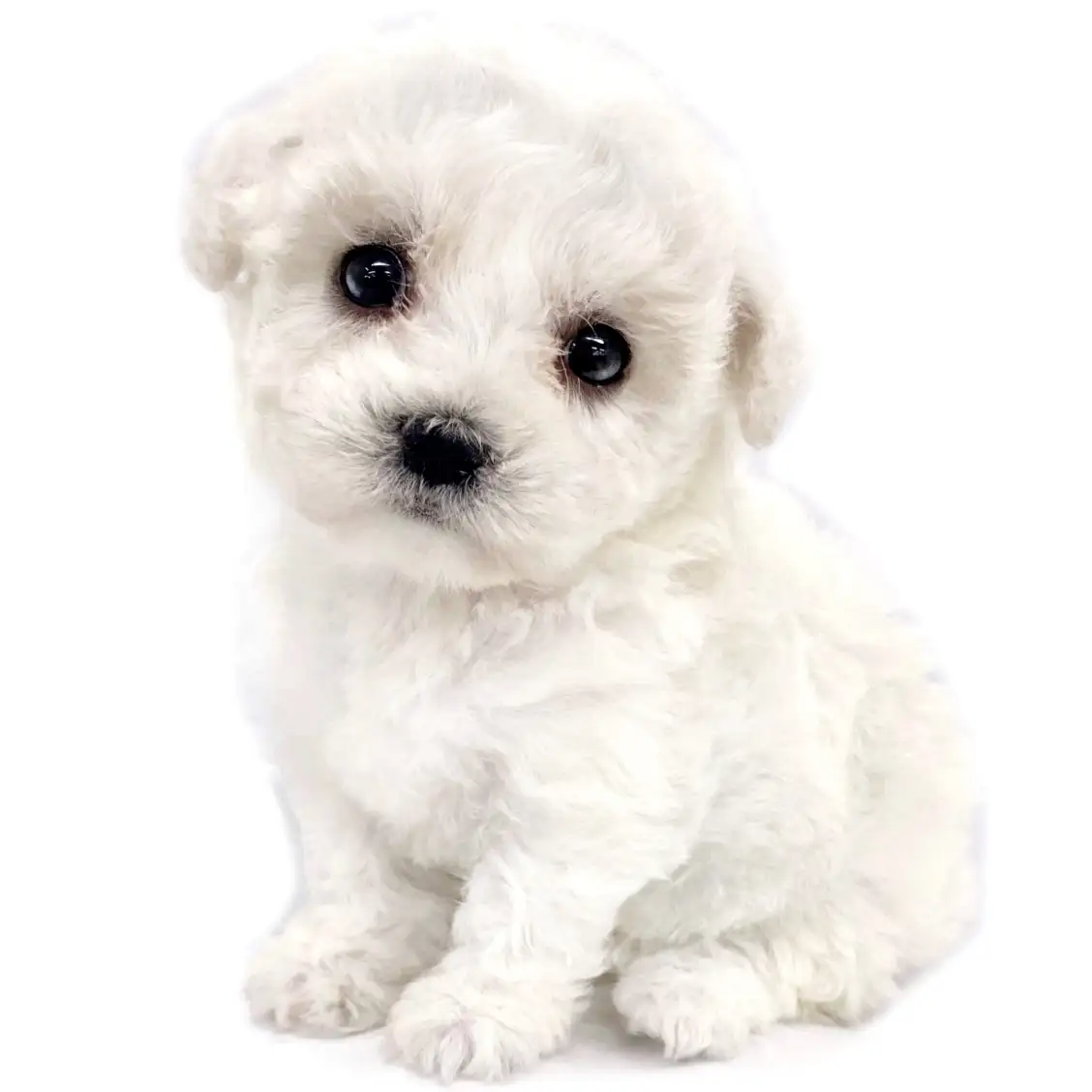 ビションフリーゼ