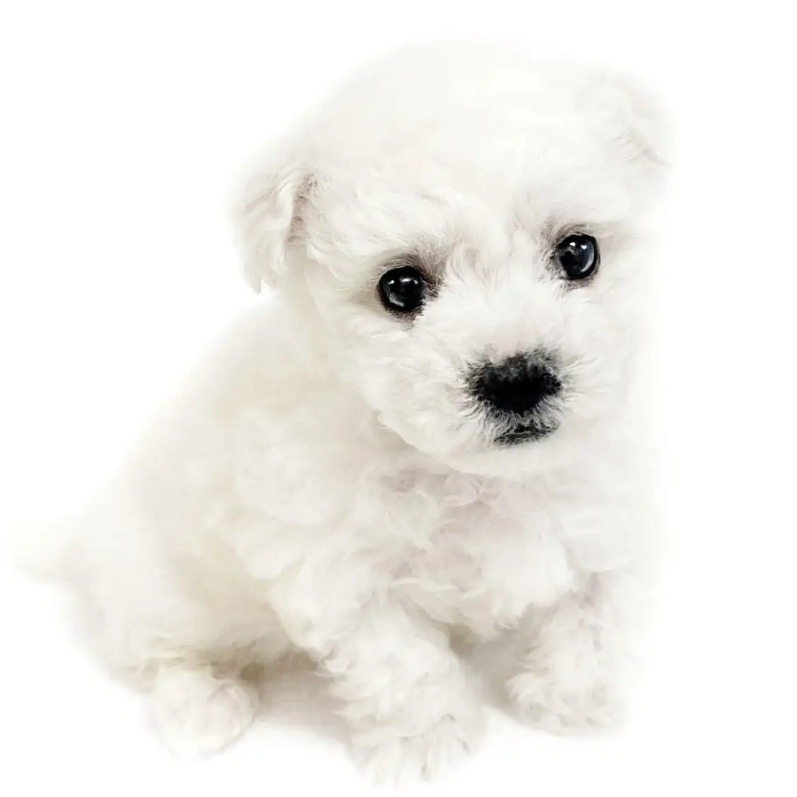 ビションフリーゼ