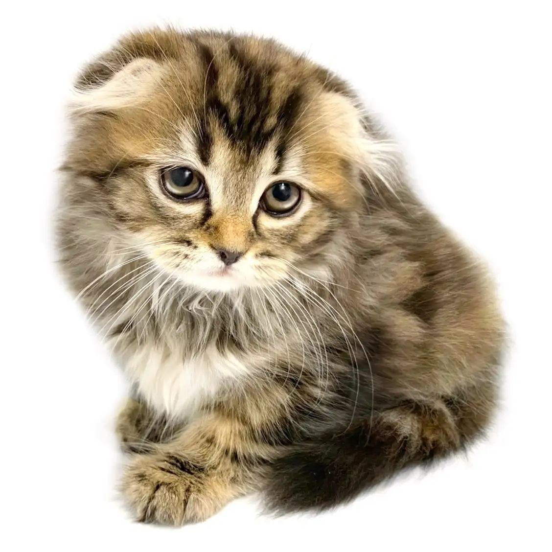 スコティッシュフォールド