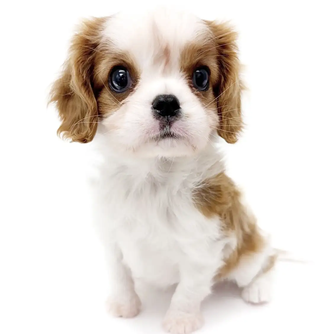 キャバリア・キングチャールズ・スパニエル