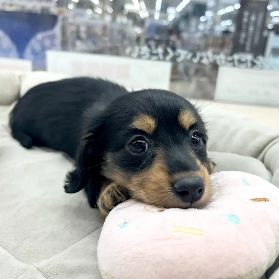 ミニチュア・ダックスフント