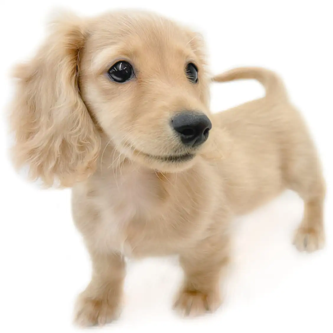 ミニチュア・ダックスフント