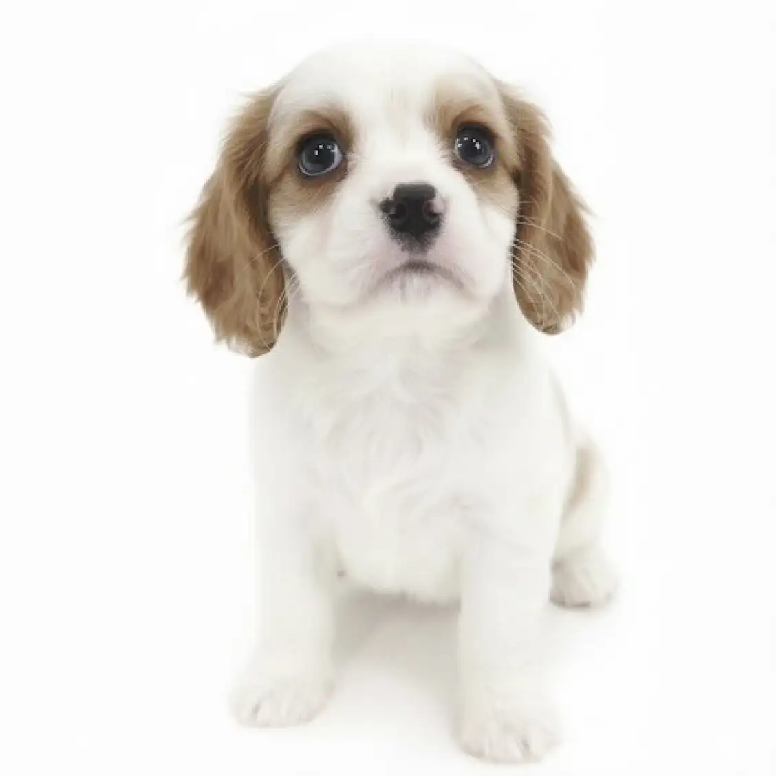 キャバリア・キングチャールズ・スパニエル