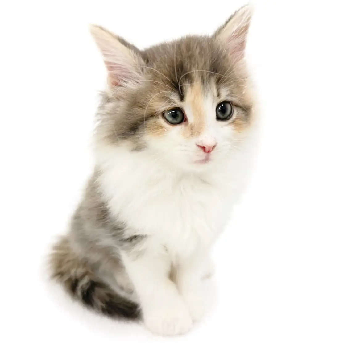 ノルウェージャンフォレストキャット