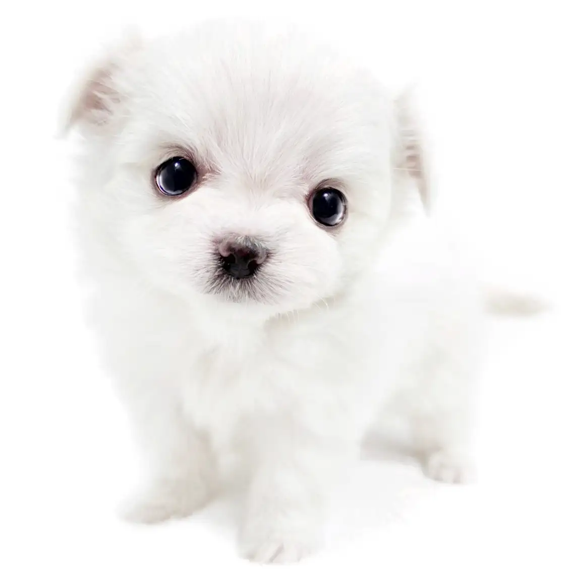 MIX（マルチーズ×チワワ）