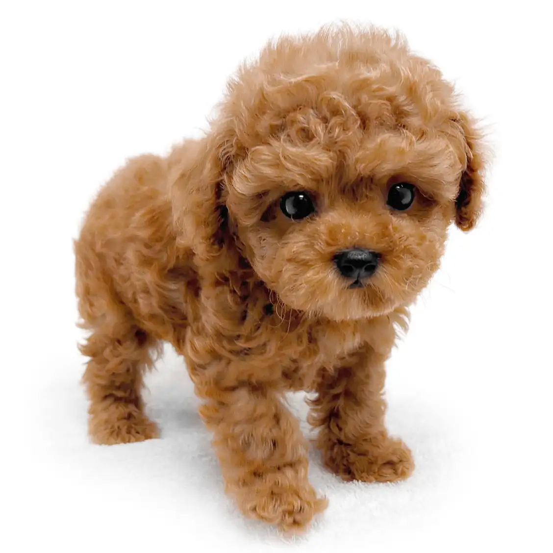 トイ・プードル