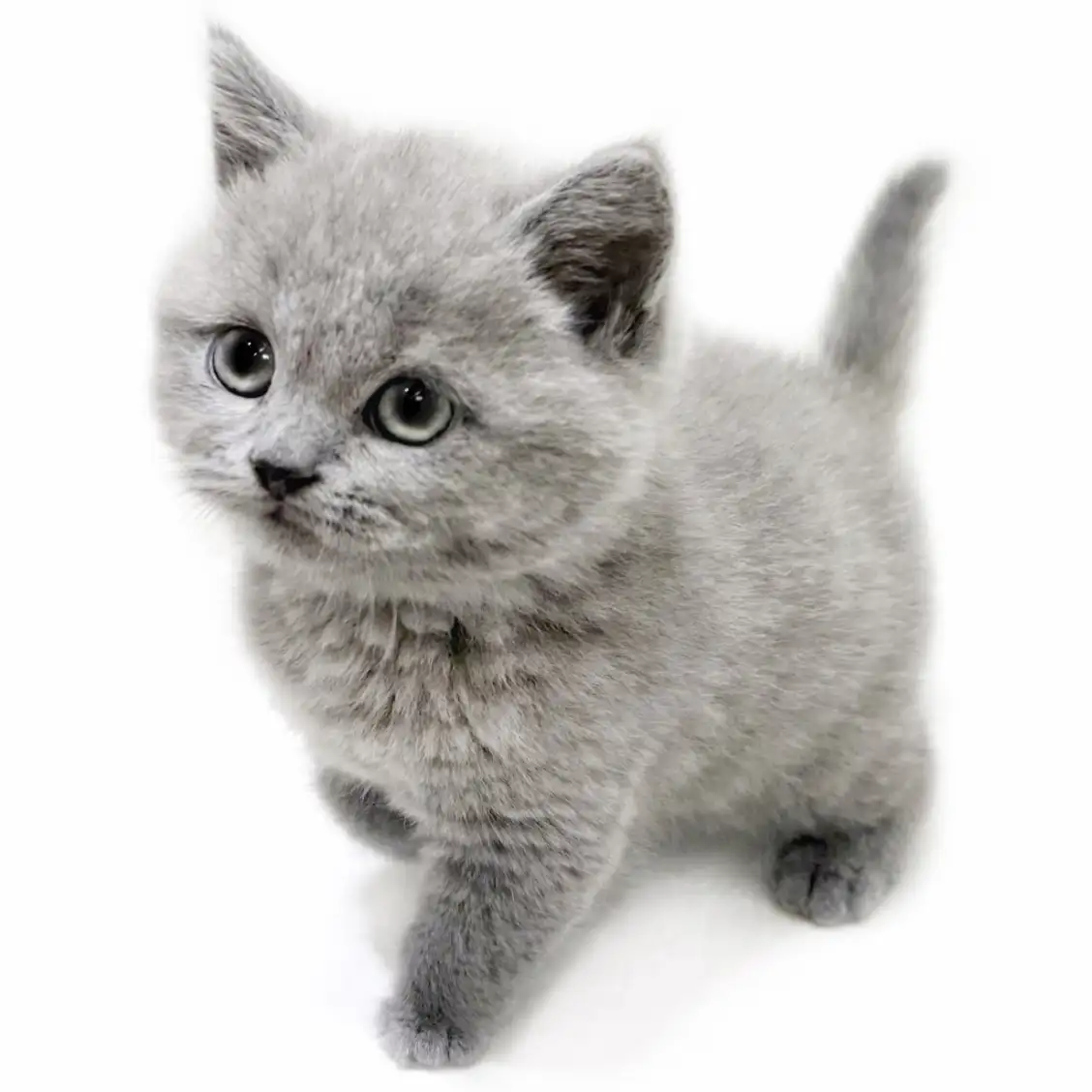 ブリティッシュショートヘア