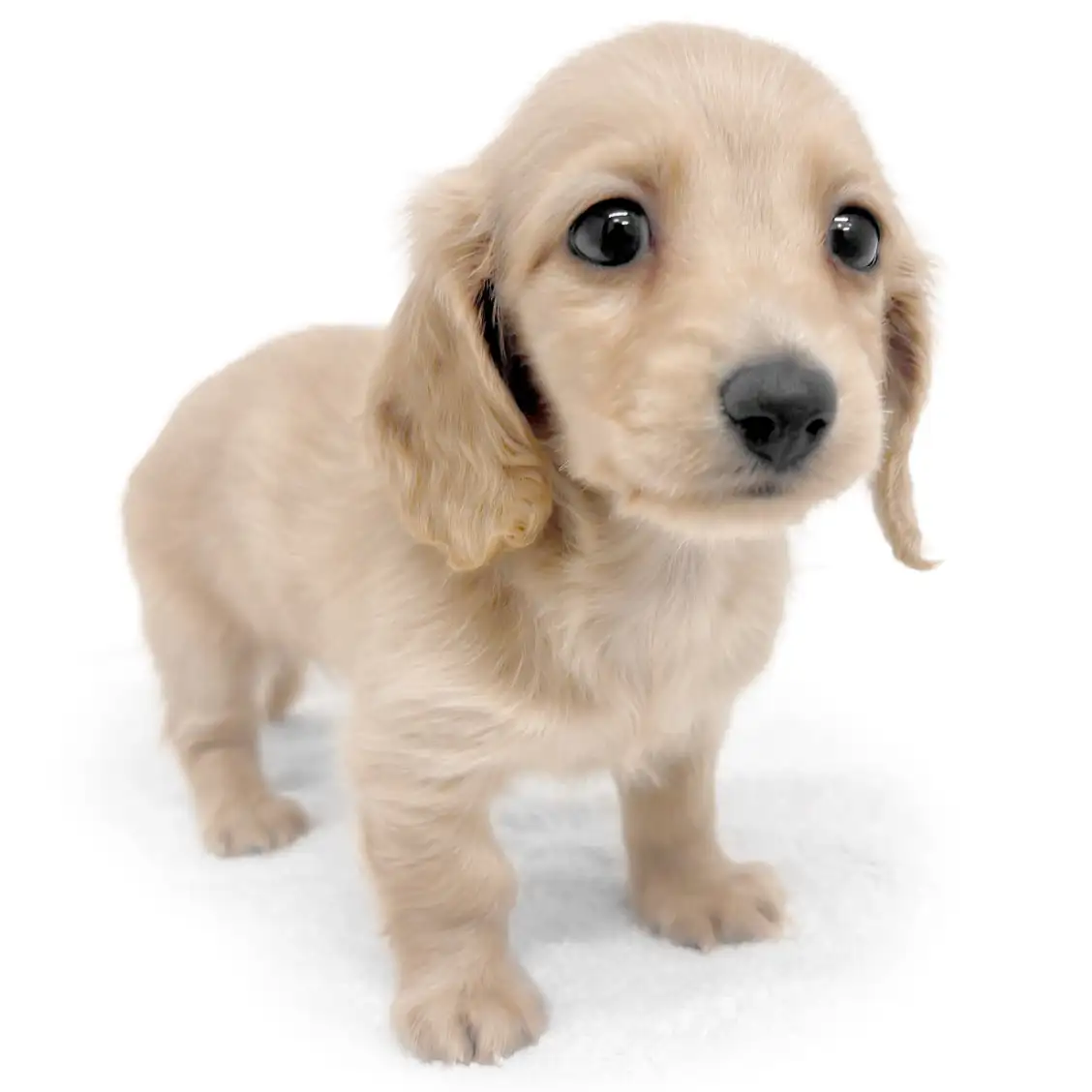 ミニチュア・ダックスフント