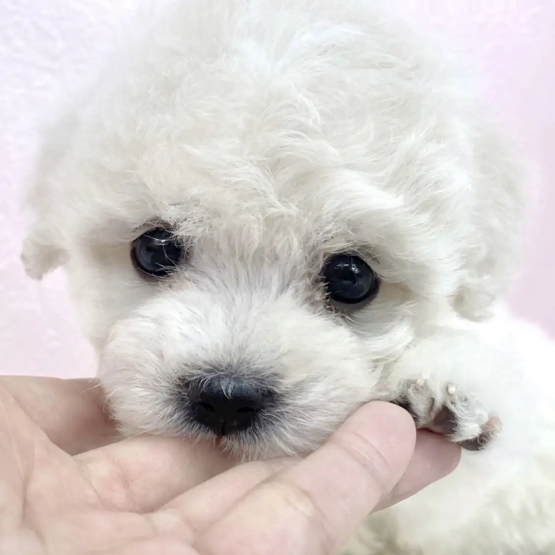 ビションフリーゼ