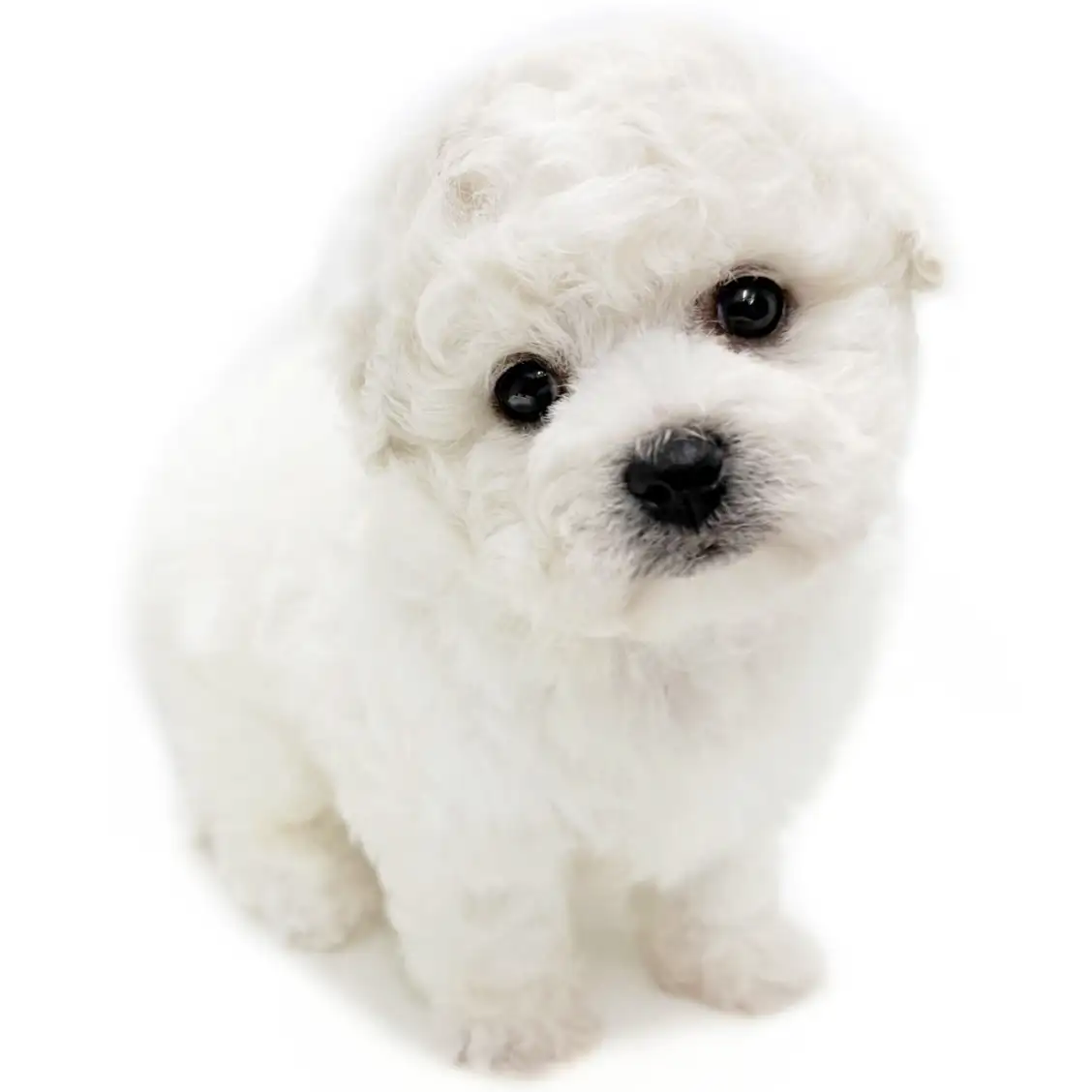 ビションフリーゼ