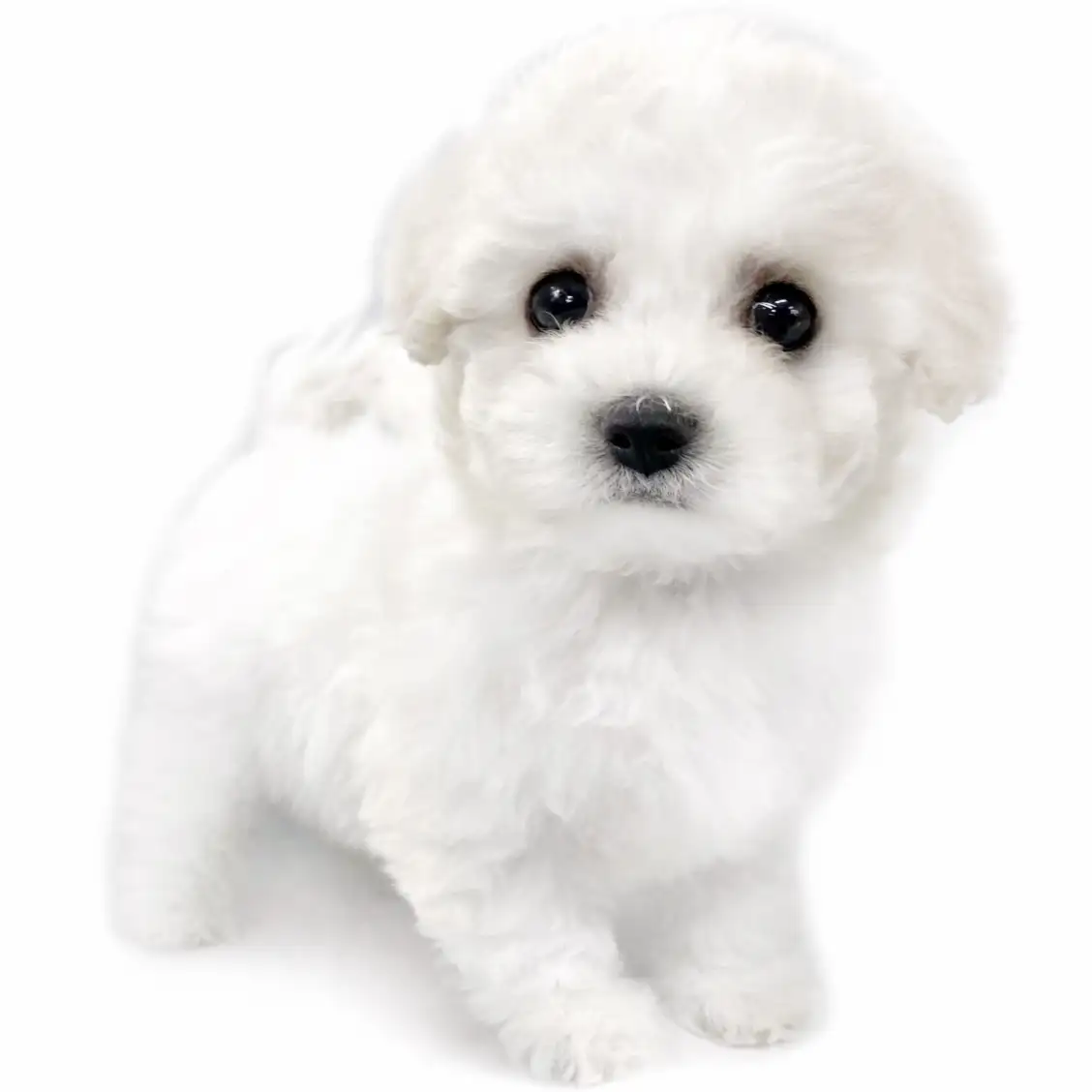 ビションフリーゼ