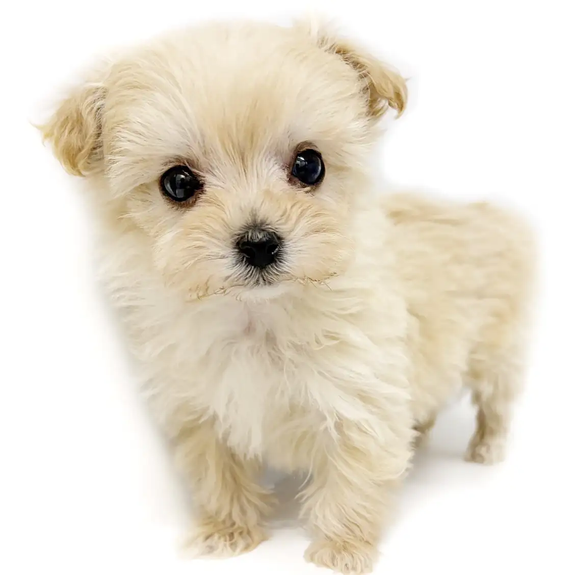 MIX（マルチーズ×トイプードル）