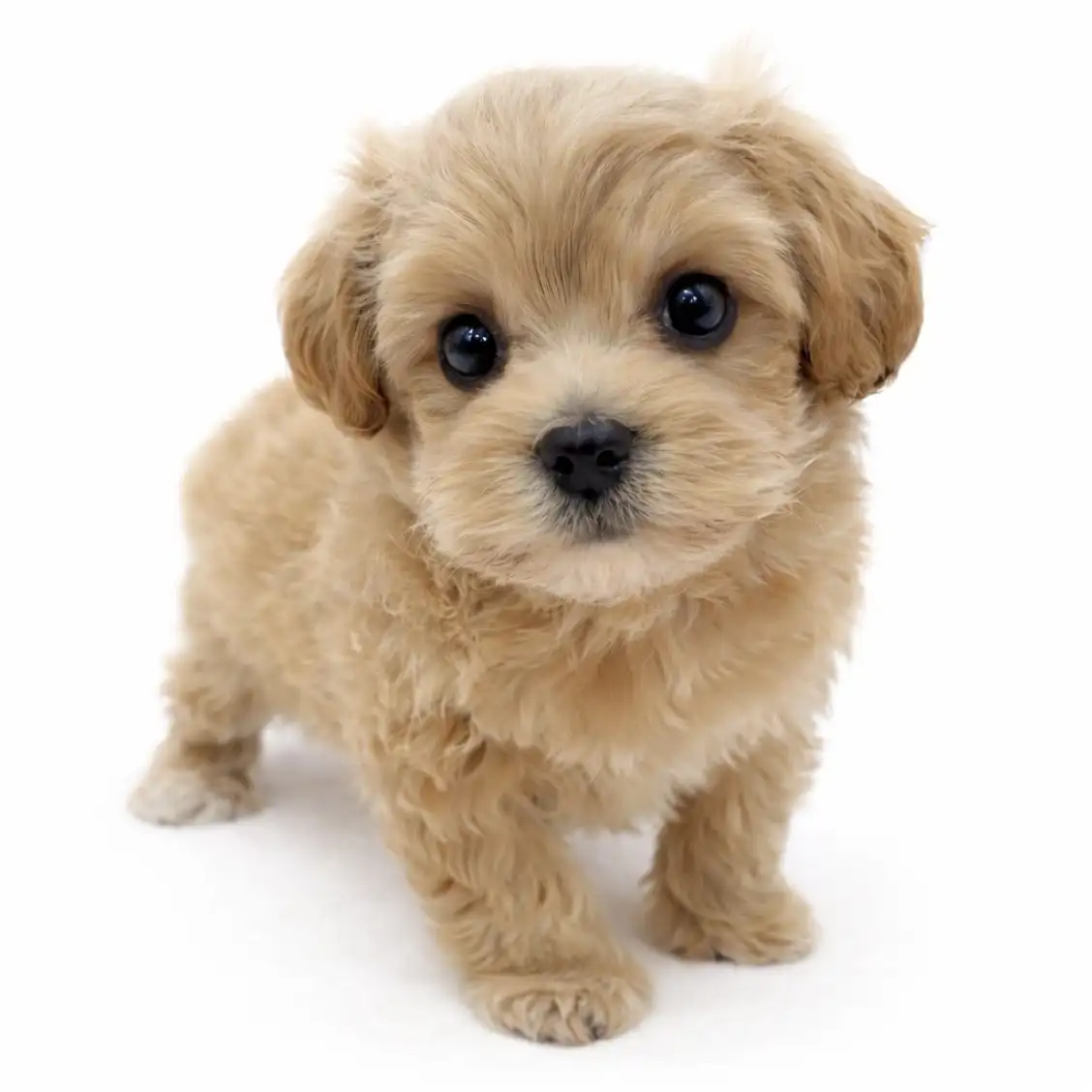 MIX（マルチーズ×トイプードル）