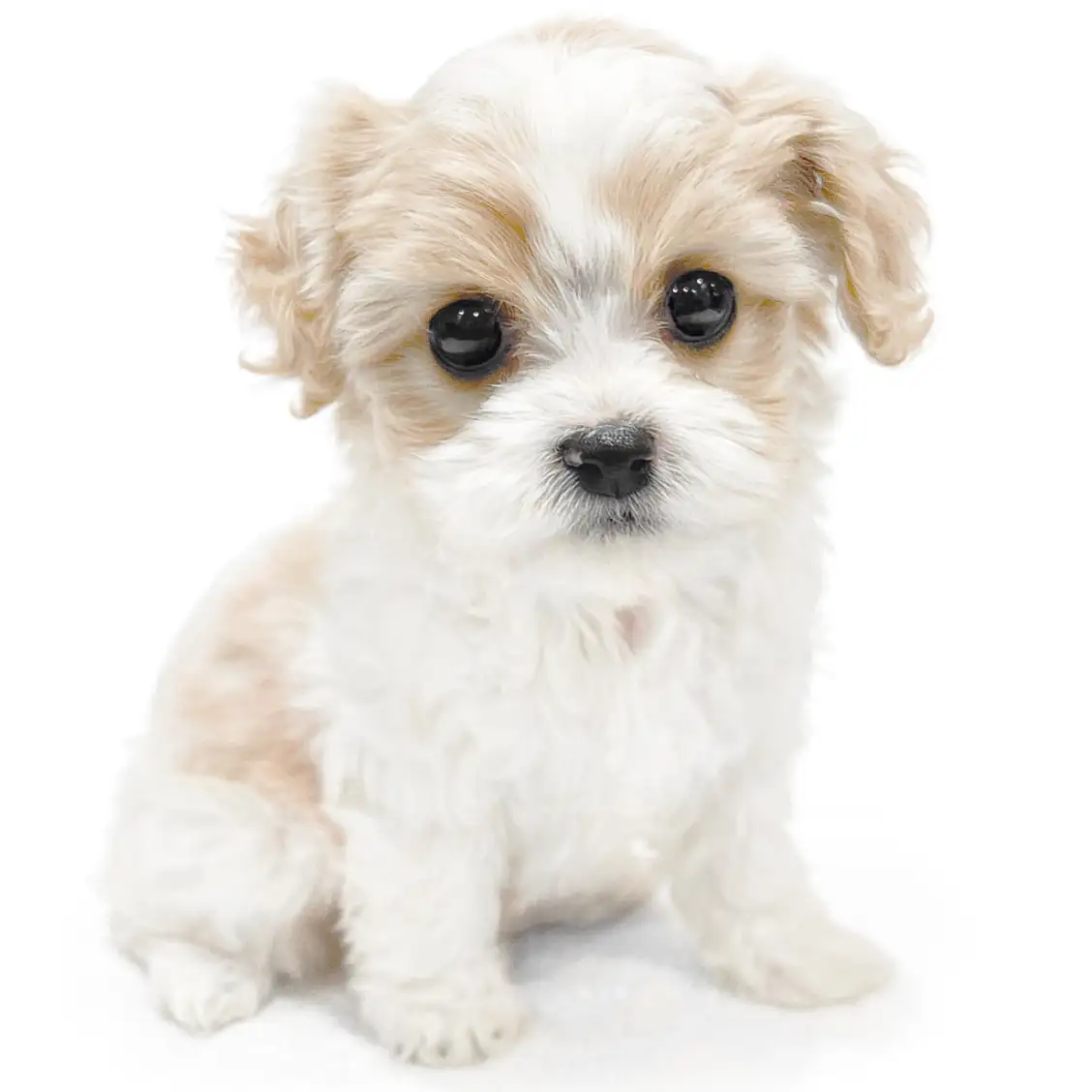 MIX(キャバリアキングチャールズスパニエル×ビションフリーゼ)