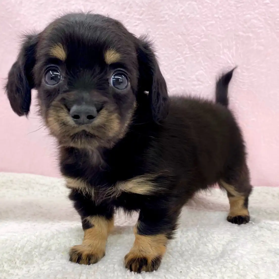 MIX（チワワ×ミニチュアダックスフント）