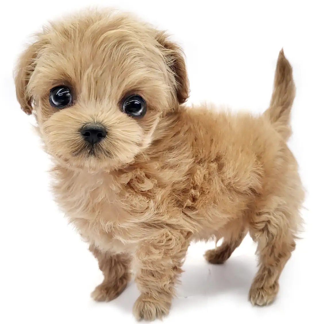 MIX（チワワ×トイプードル）