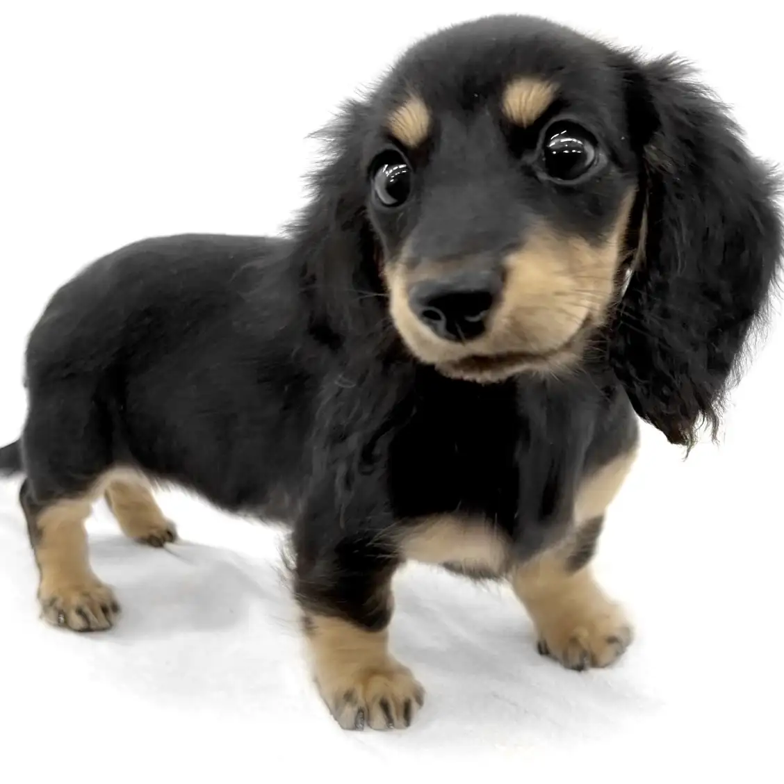 ミニチュア・ダックスフント