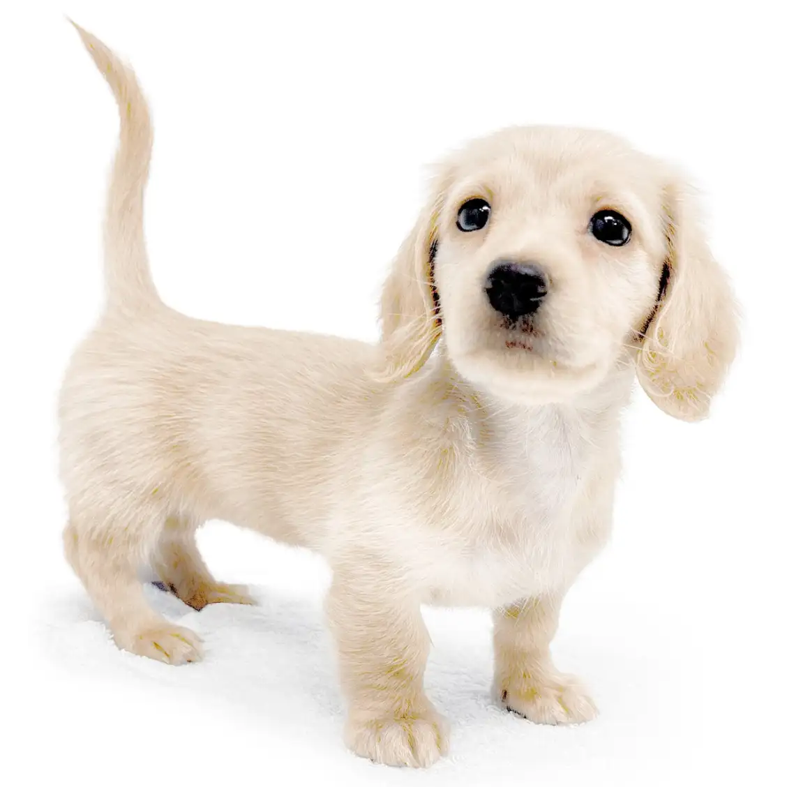 ミニチュア・ダックスフント