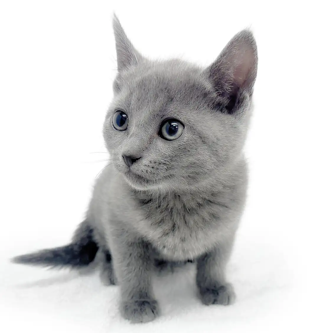 ロシアンブルー