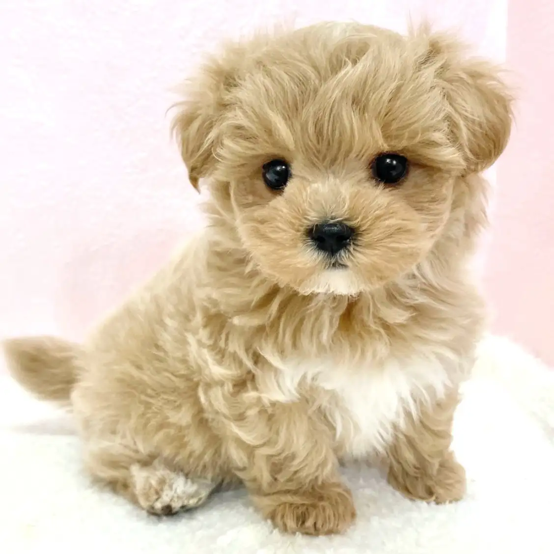 MIX(トイプードル×マルチーズ)