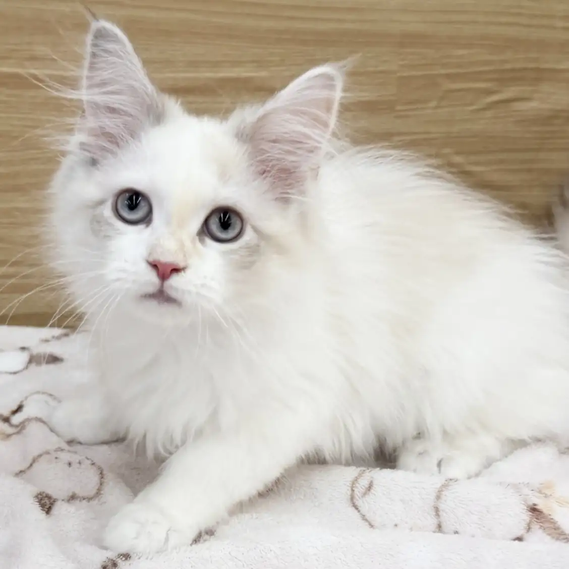 ネヴァマスカレード