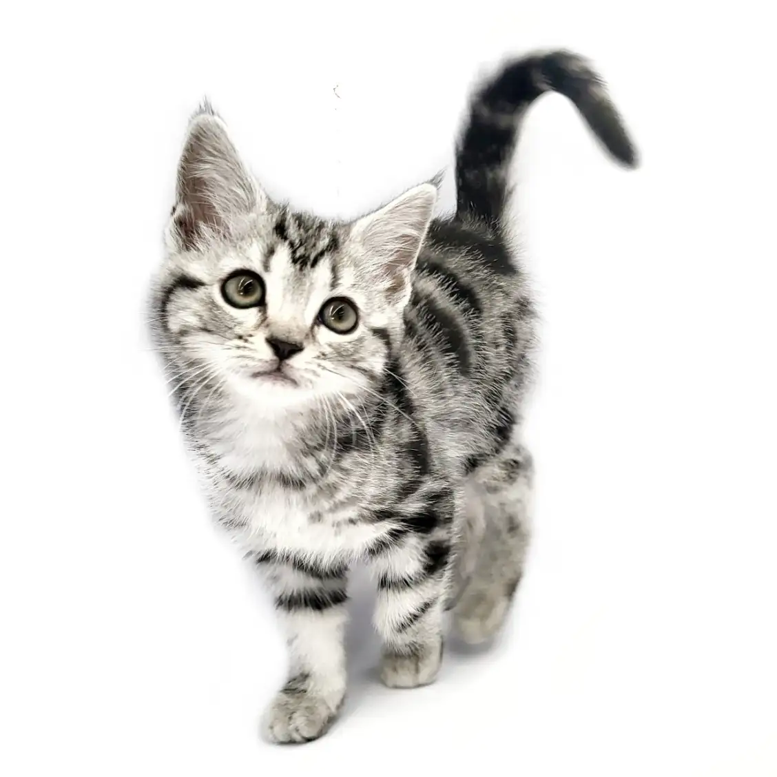 アメリカンショートヘア