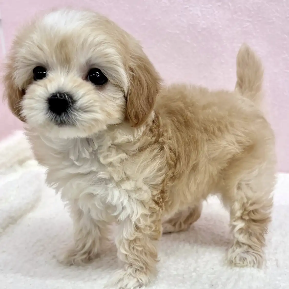 MIX(トイプードル×マルチーズ)