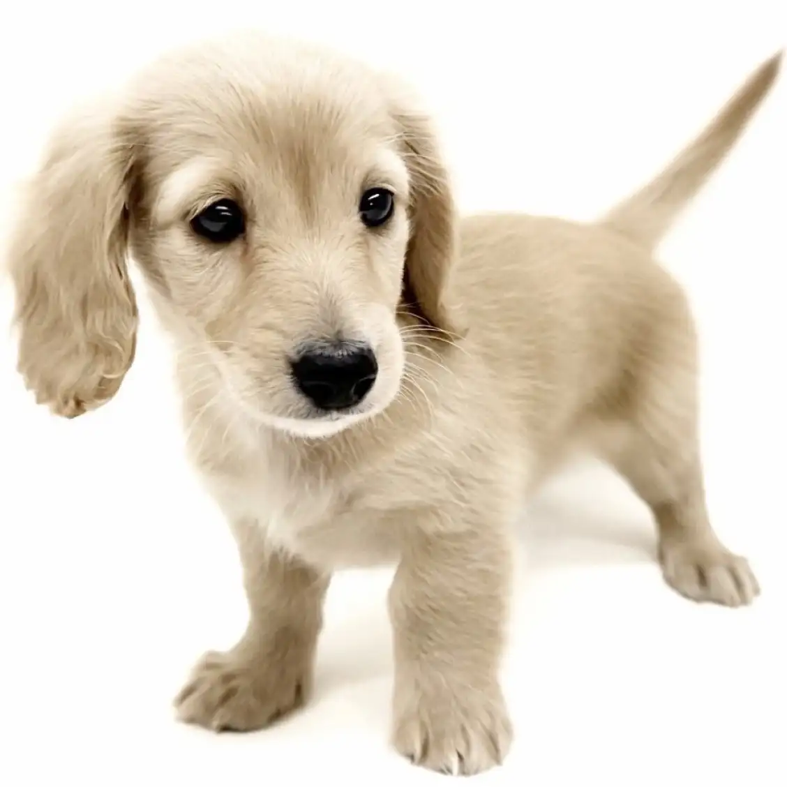 ミニチュア・ダックスフント