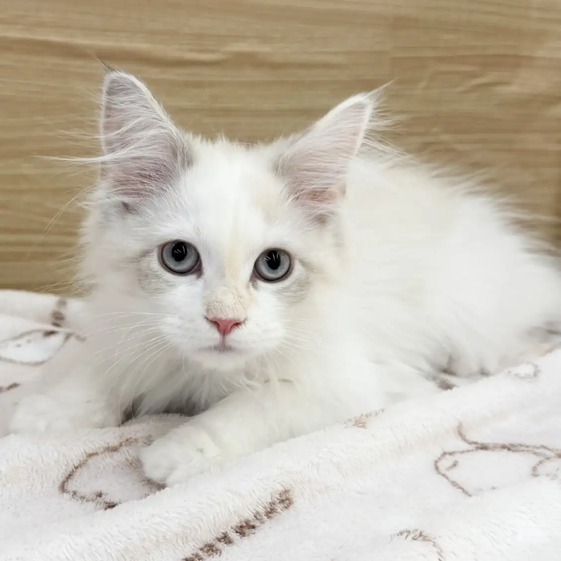 ネヴァマスカレード