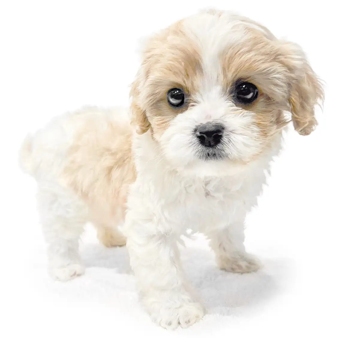 MIX（キャバリアキングチャールズスパニエル×ビションフリーゼ）