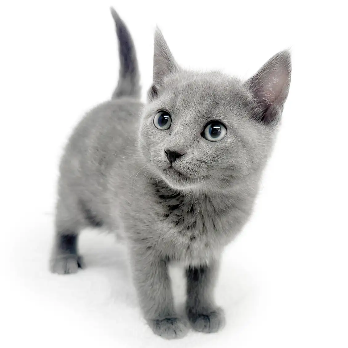 ロシアンブルー