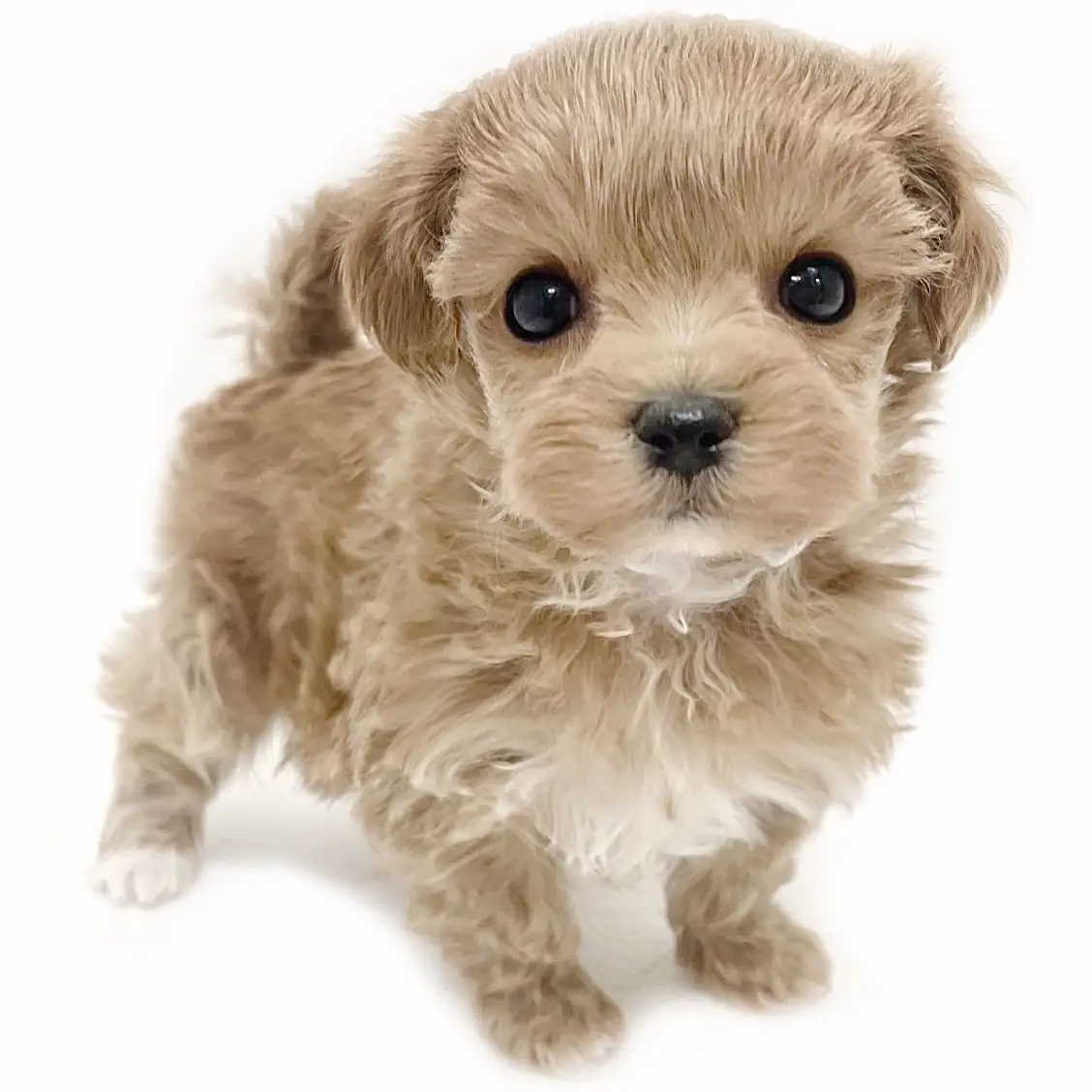 MIX（マルチーズ×トイプードル）