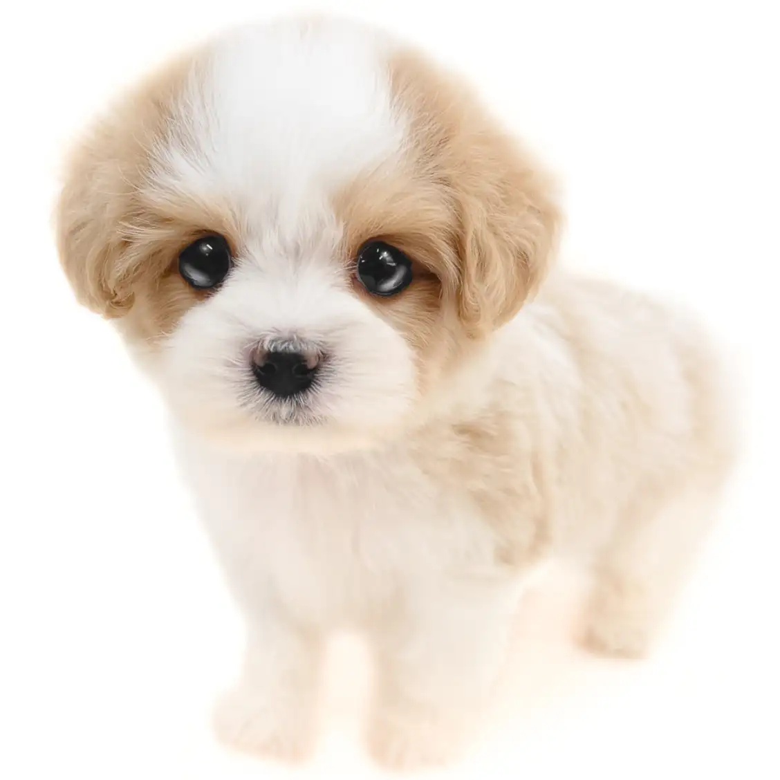 MIX(キャバリアキングチャールズスパニエル×マルチーズ)