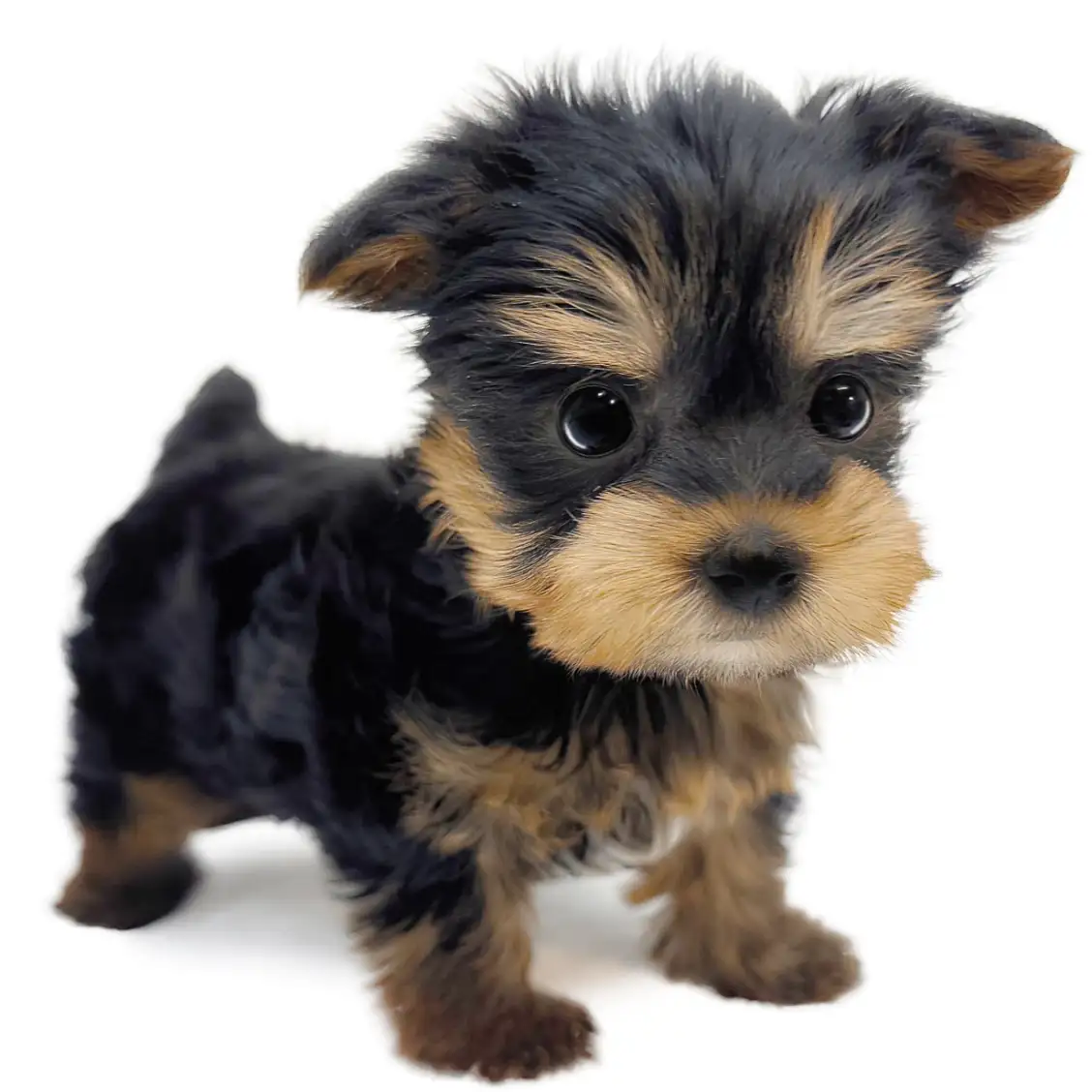 ヨークシャーテリア