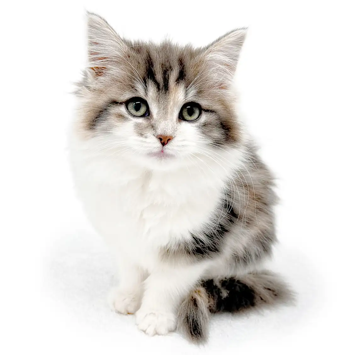 ノルウェージャンフォレストキャット