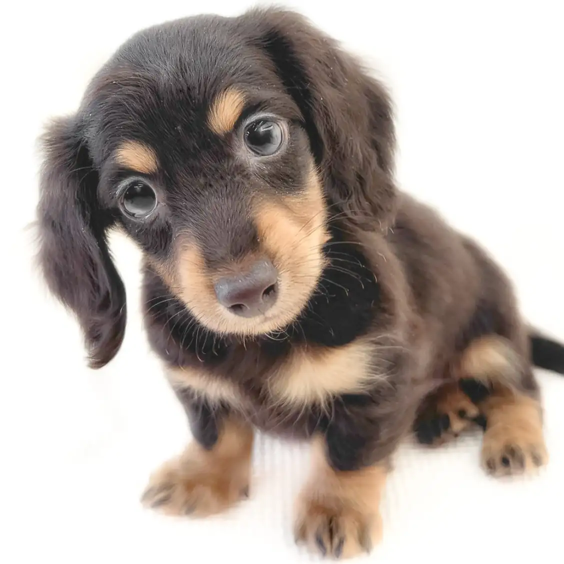 ミニチュア・ダックスフント