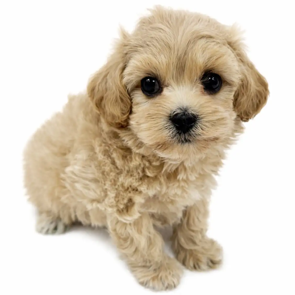 MIX（マルチーズ×トイプードル）