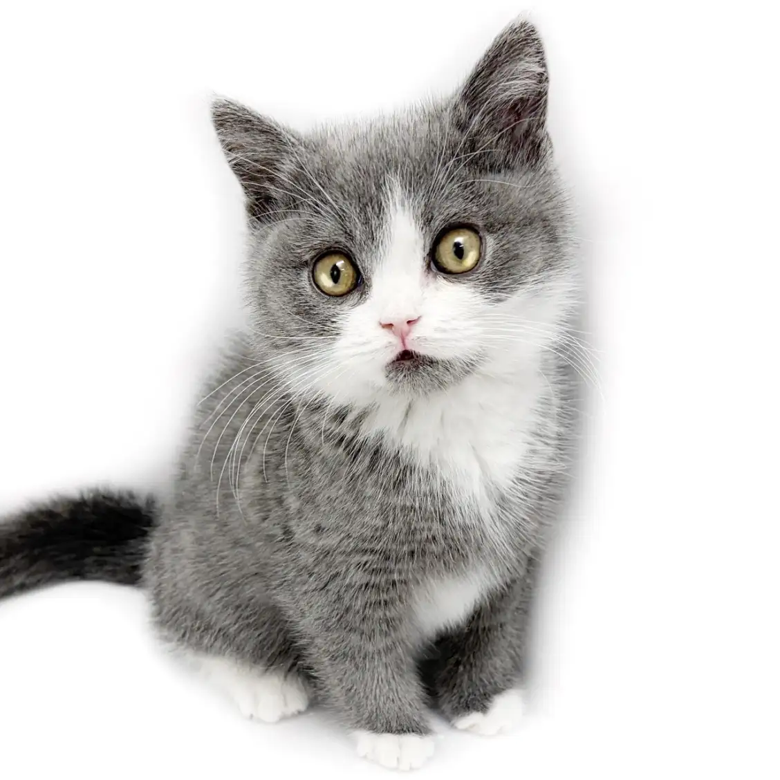 ブリティッシュショートヘア