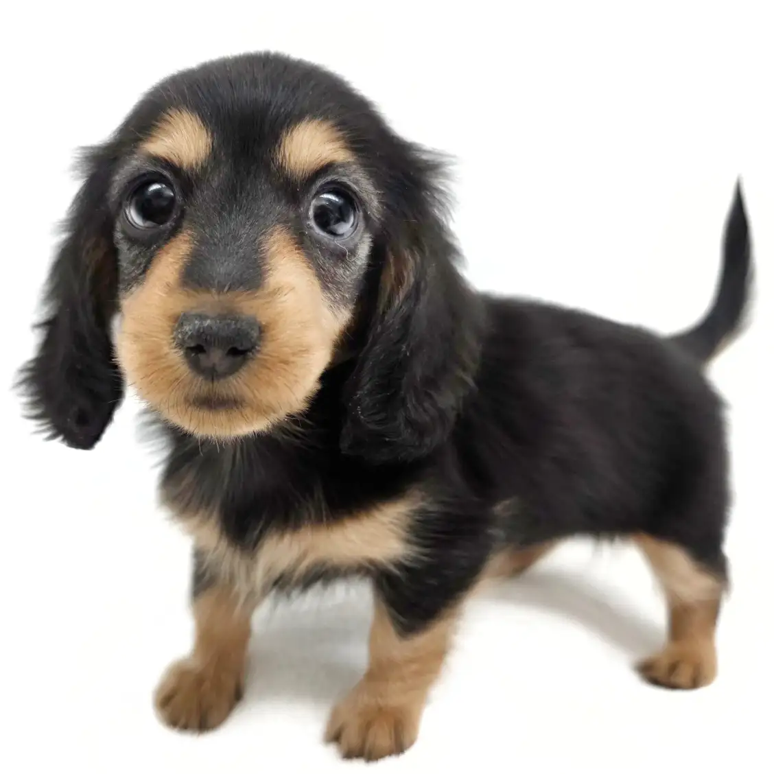 カニンヘン・ダックスフント