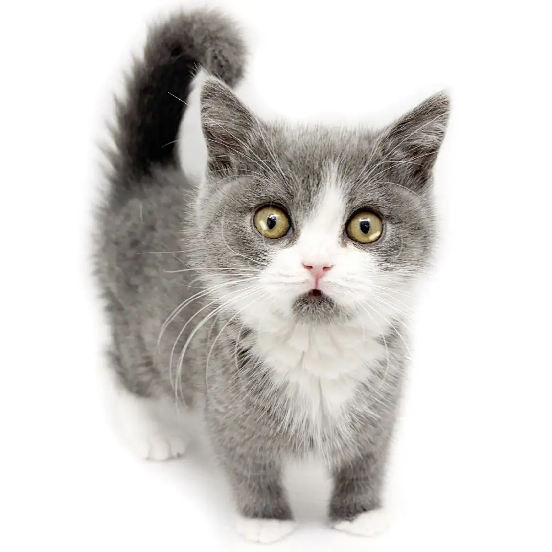 ブリティッシュショートヘア