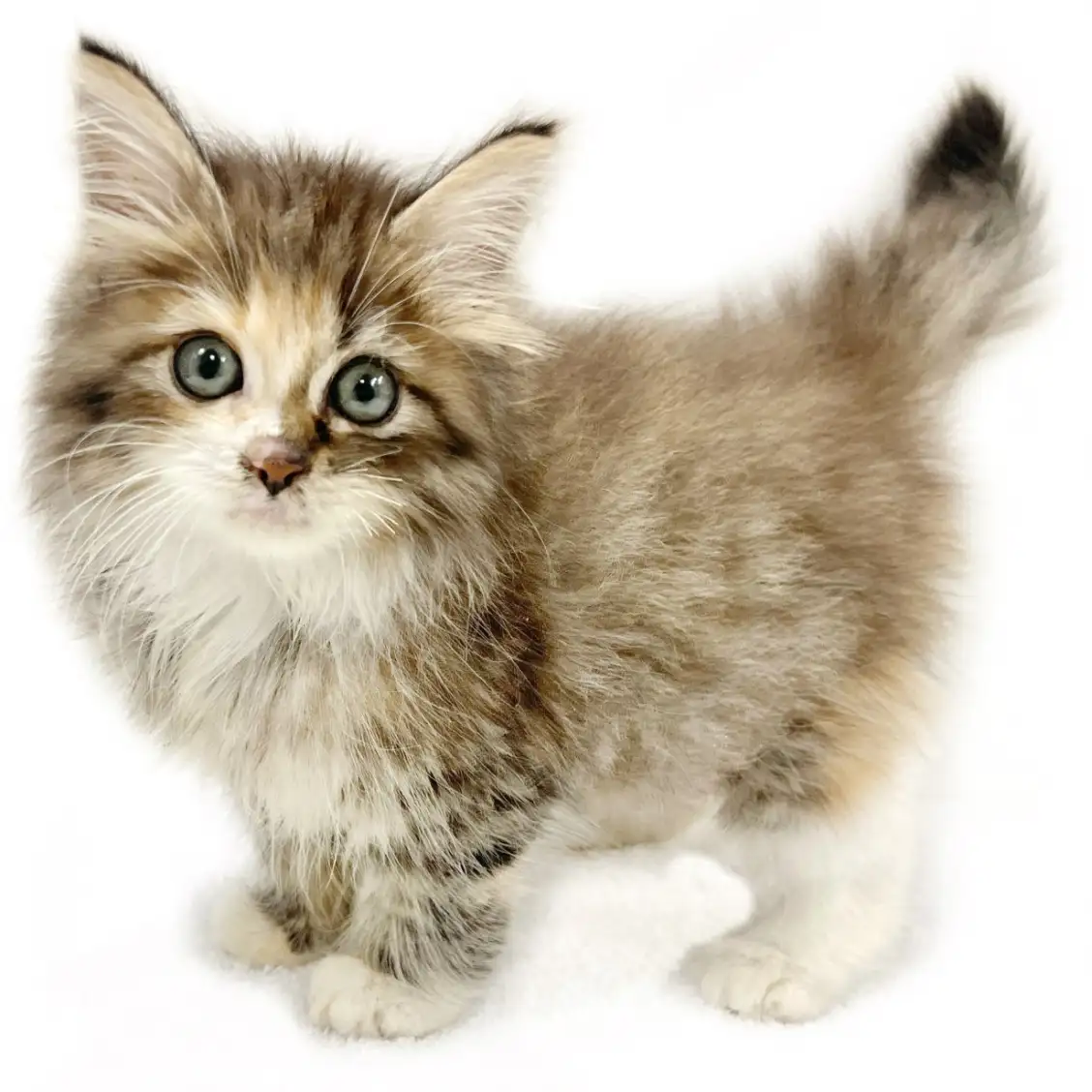 ノルウェージャンフォレストキャット